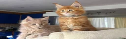 Maine Coon cats for sale: TICA Reg Maine Coon Kittens Ginger Red Cream - Advert 10