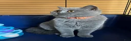 British Shorthair cats for sale: 🌟GCCF BSH 🏆Champion Bloodline 🌟5-Gen Pedigree🌟 - Advert 12