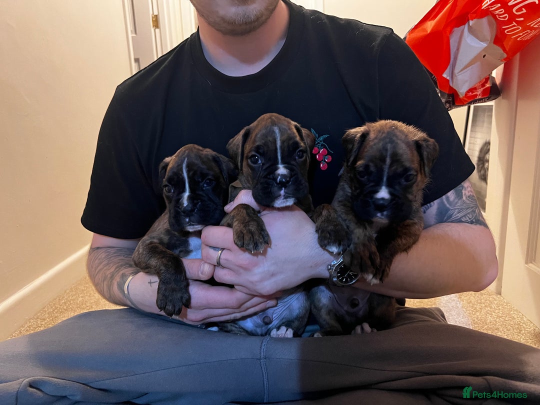 Boxer dogs for sale: Boxer Puppies UPDATED PHOTOS  - Advert 1
