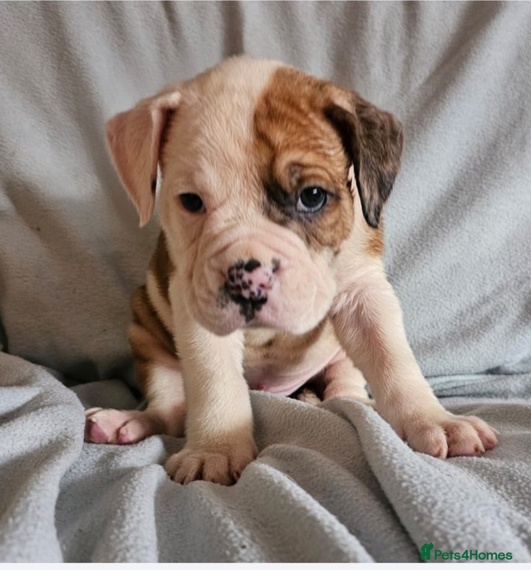Alapaha Blue Blood Bulldog dogs for sale: IABBR. Health tested. Top lines.  - Advert 10