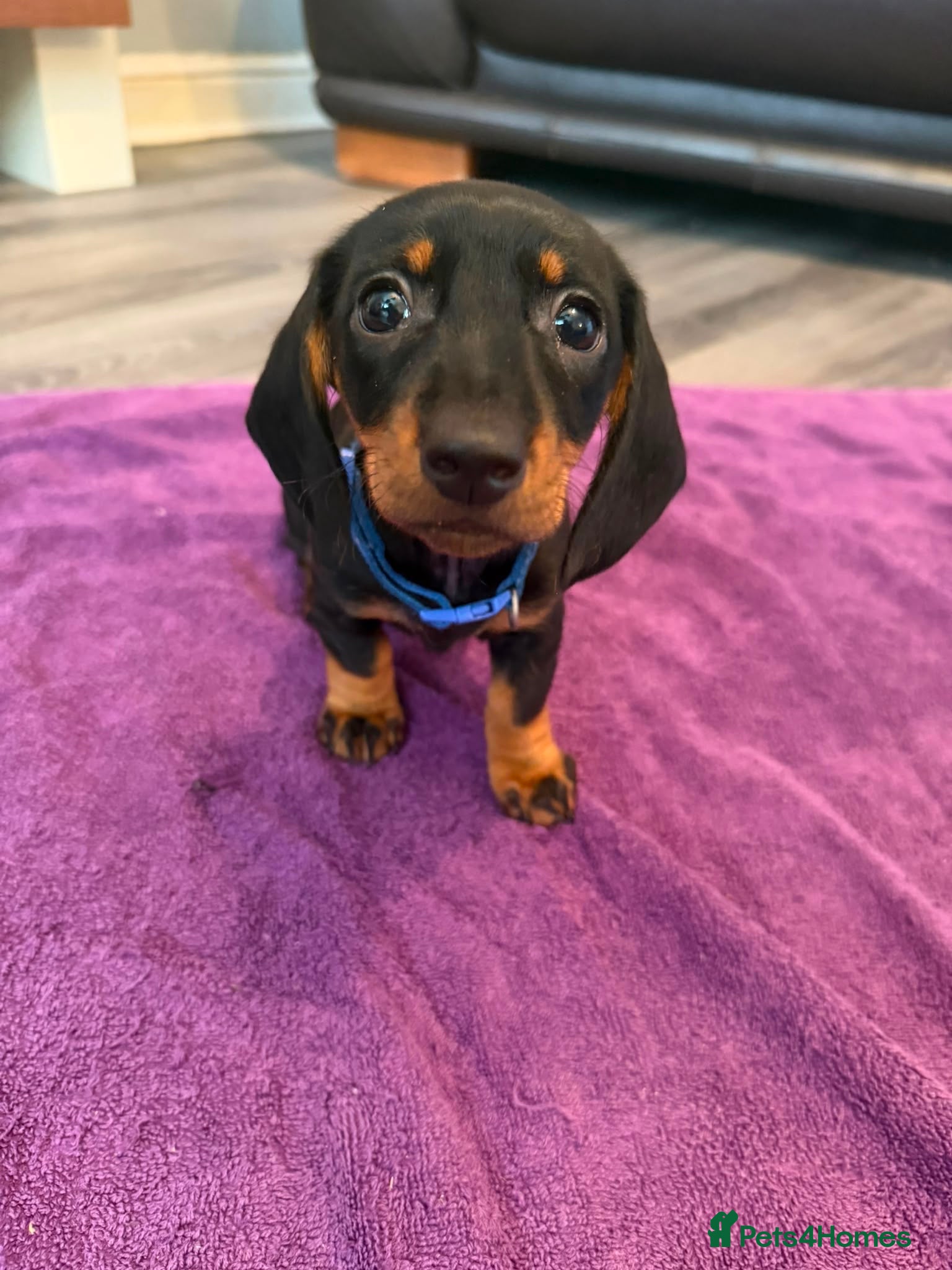 Dachshund dogs Black & Tan Standard Smooth Dachshund Puppies - Advert 2