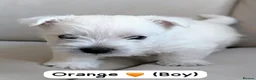 West Highland Terrier dogs for sale: Beautiful West Highland White Terrier (Westies) in Milford Haven - Advert 4