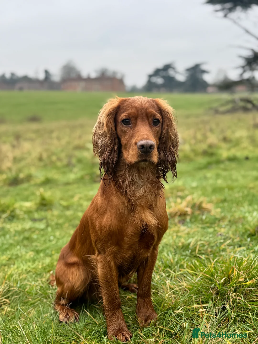 Cocker Spaniel dogs for stud: For Stud - Camsiscan Solaris Samurai  - Advert 1