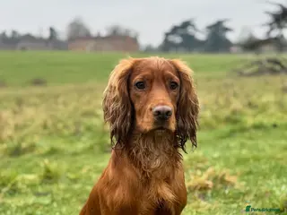Cocker Spaniel dogs For Stud - Camsiscan Solaris Samurai - Advert 11