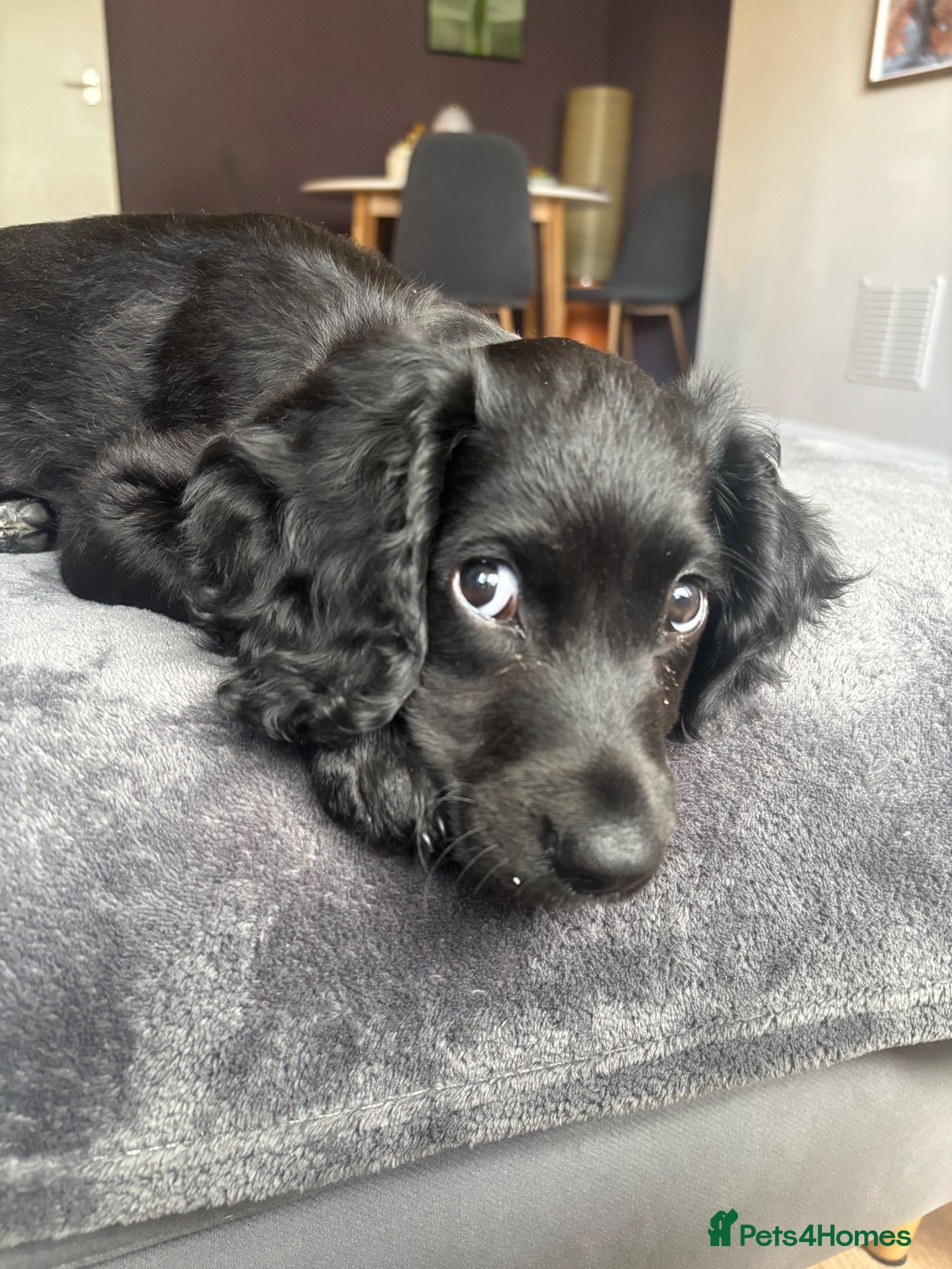 Cocker Spaniel dogs Health Tested Cocker "Saya" ready now - Advert 1