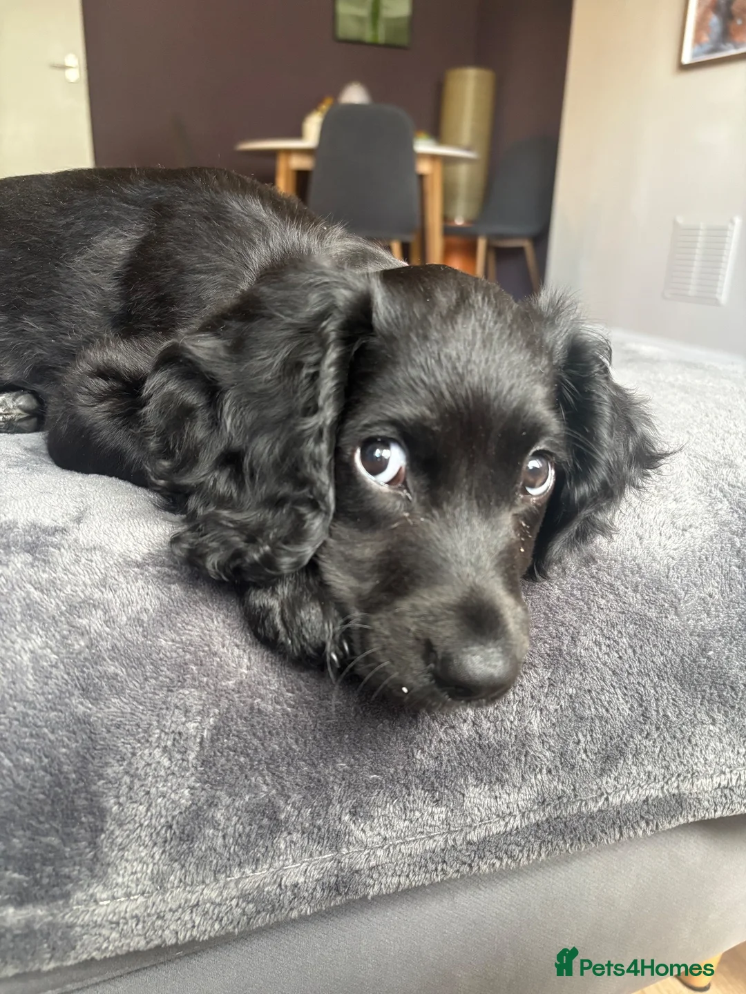Cocker Spaniel dogs for sale: Health Tested Cocker "Saya" ready now in London - Advert 1