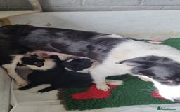Border Collie dogs for sale: Border collie puppies  - Image 6