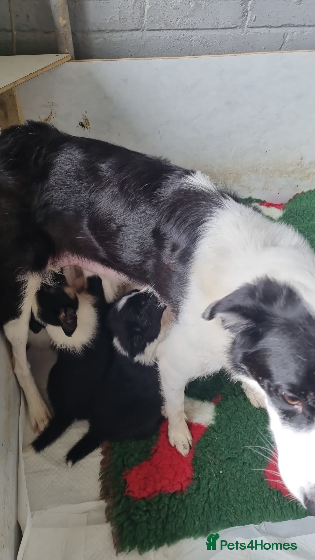 Border Collie dogs for sale: Border collie puppies  - Image 6