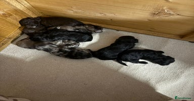 Cockapoo dogs - Advert 10