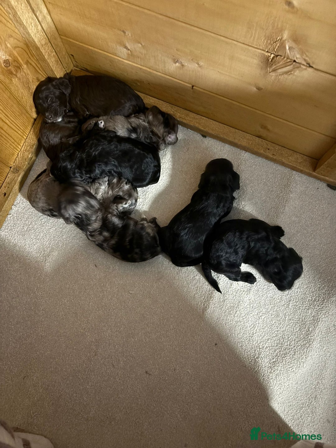 Cockapoo dogs for sale: F1 Showtype Cockapoo - Image 3