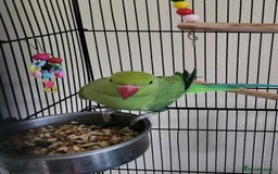Ringnecks birds for sale: Beautiful male ringneck  - Image 3