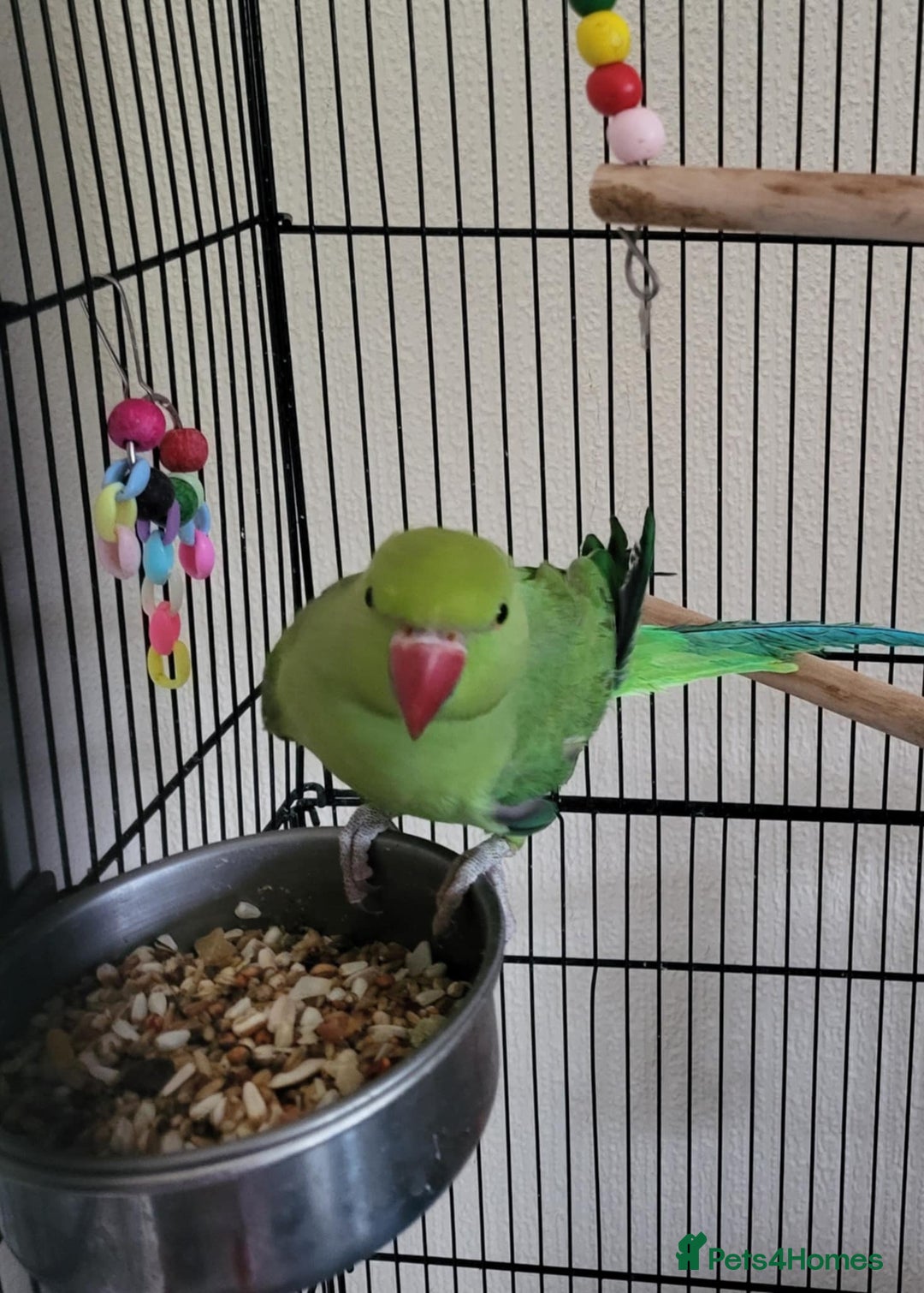 Ringnecks birds for sale: Beautiful male ringneck  - Image 3