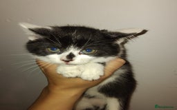 Mixed Breed cats for sale: 5 adorable kittens v - Image 3