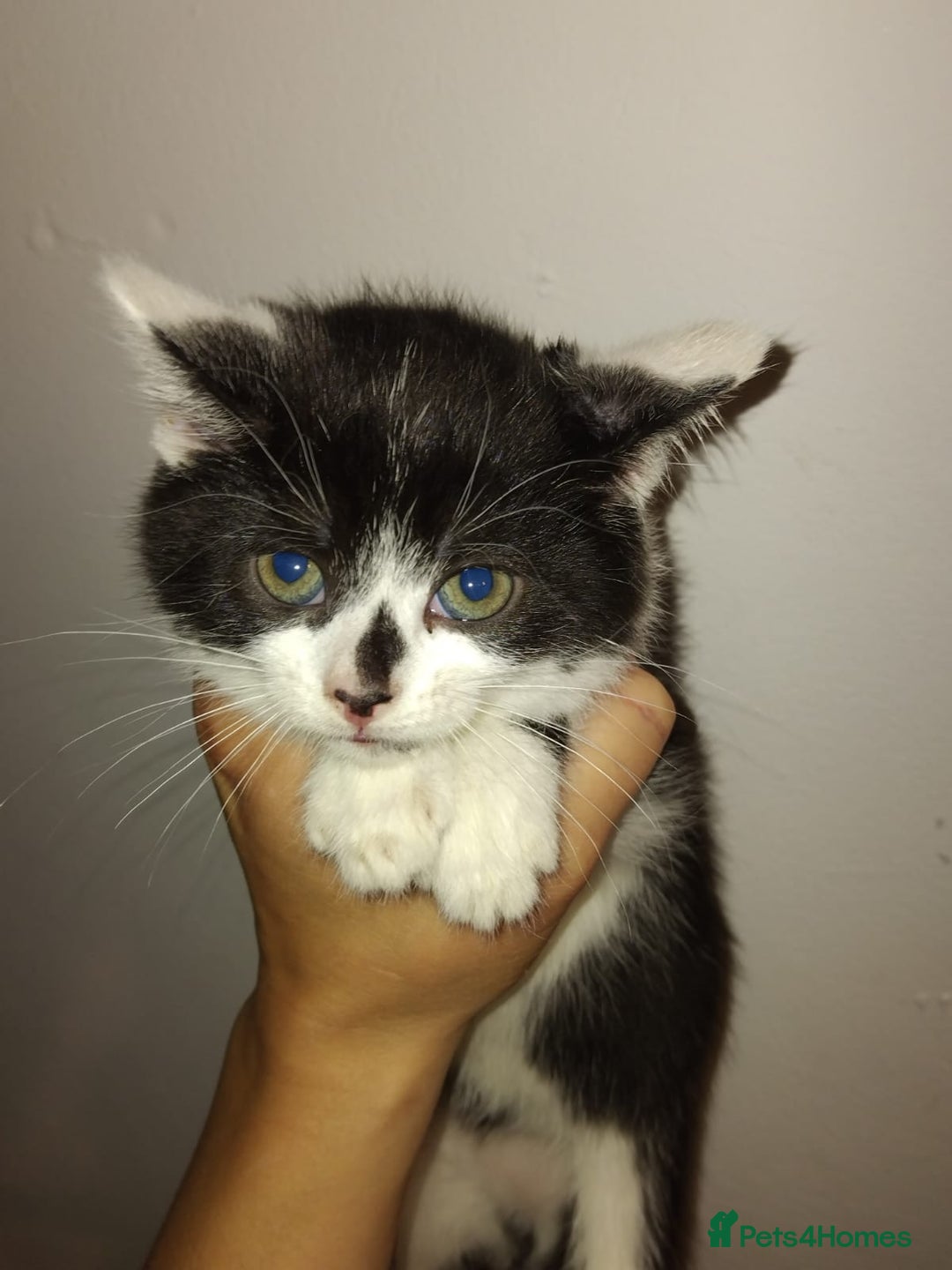 Mixed Breed cats for sale: 5 adorable kittens v - Image 3