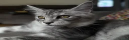 Maine Coon cats for sale: Only this weekend Maine Coon super price - Advert 6