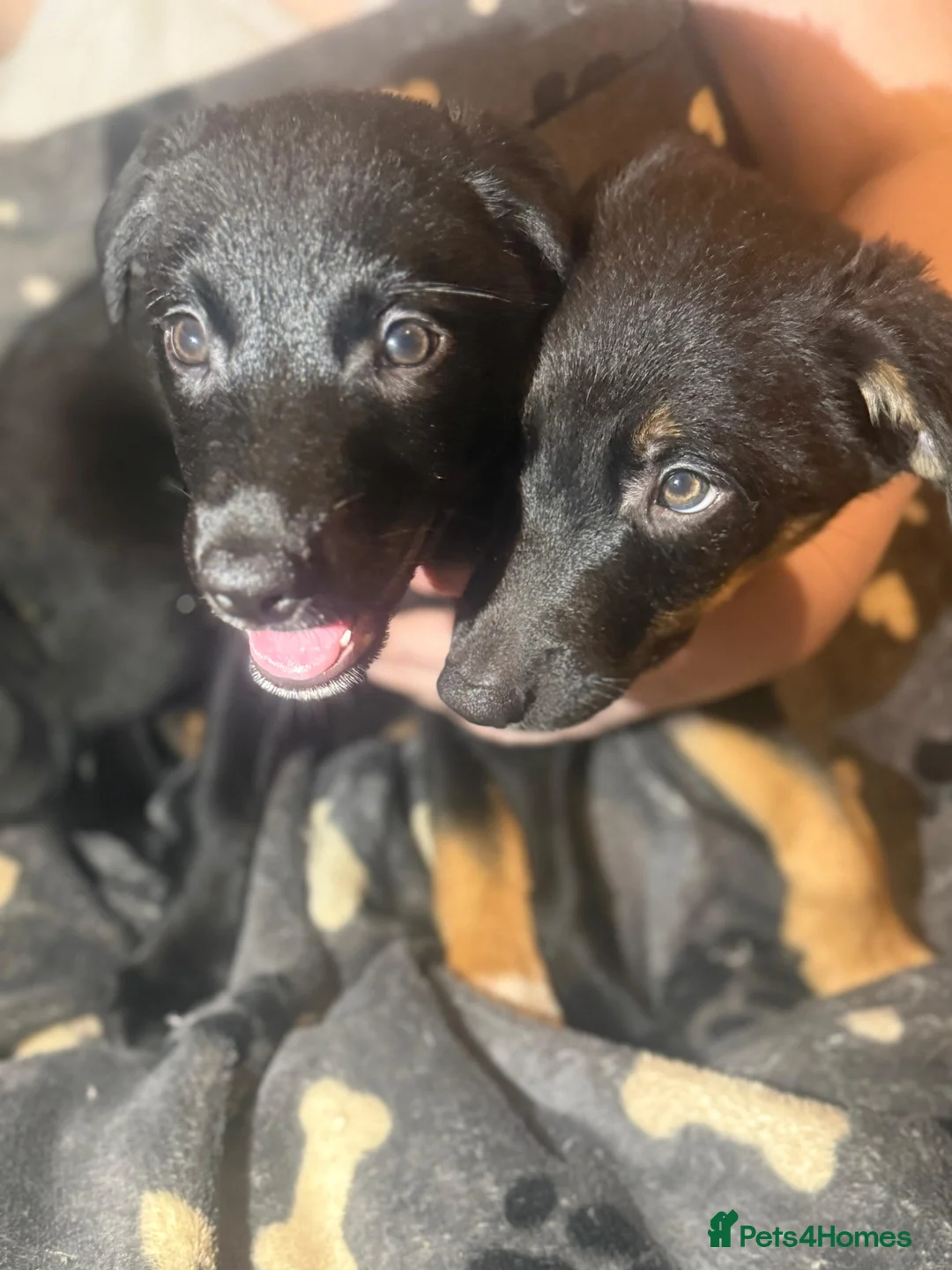 Mixed Breed dogs for sale: Labrador Collie Cross Puppies Male and Female in Eyemouth - Advert 1