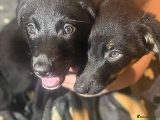 Mixed Breed dogs Labrador Collie Cross Puppies Male and Female - Advert 6