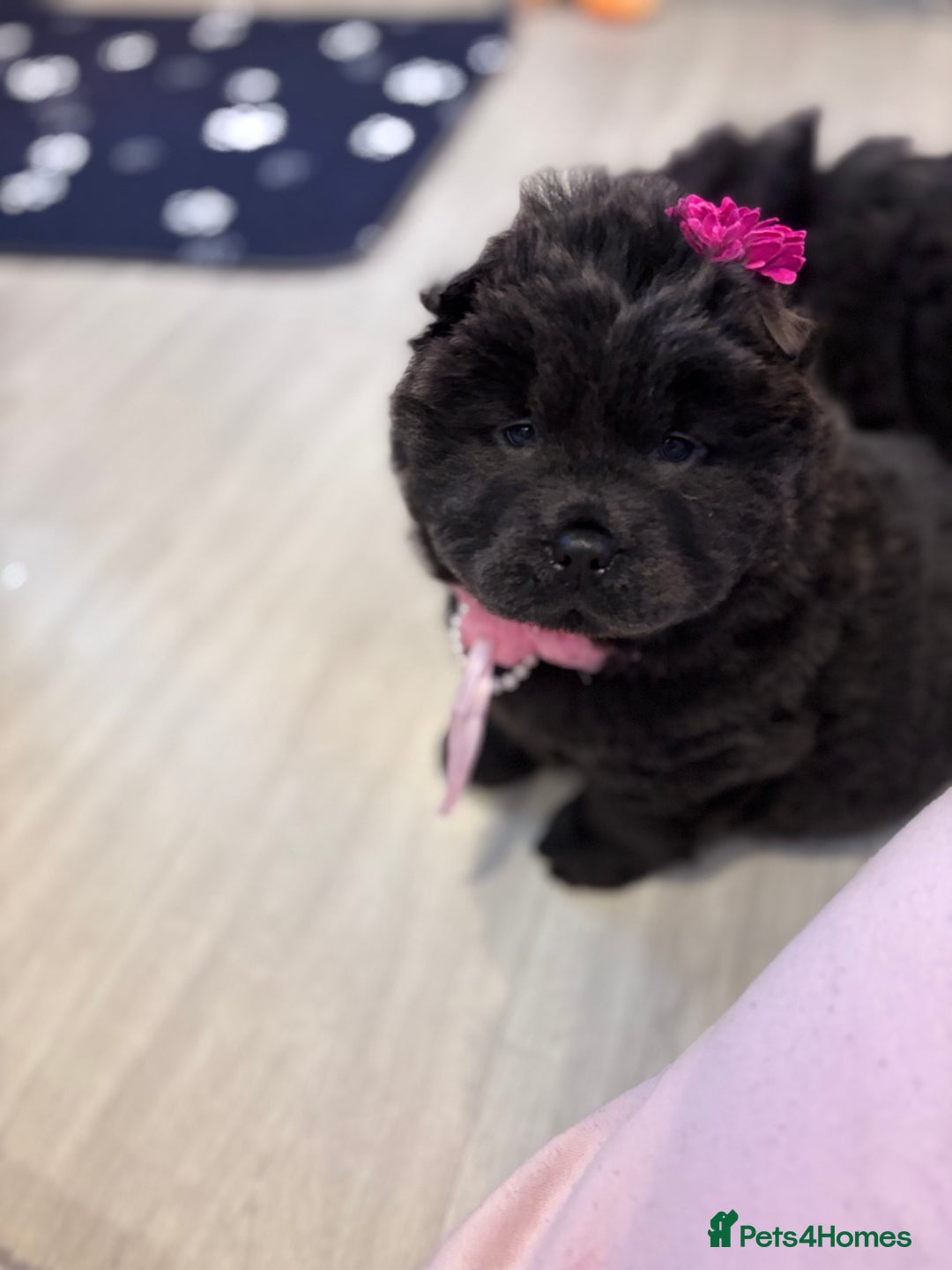 Chow Chow dogs for sale: Blue and Cream carry Tan ChowChow puppies  - Advert 2