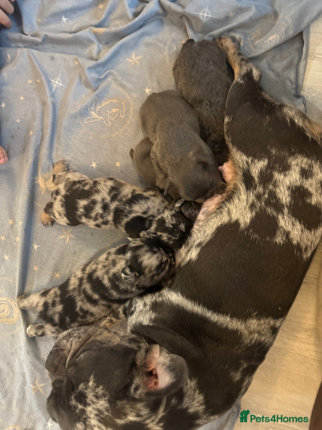 French Bulldog dogs for sale: French Bulldog puppies for sale - Image 6