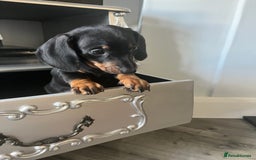 Dachshund dogs for sale: Dachshund pups - Image 3