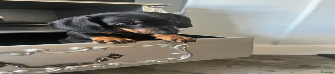 Dachshund Puppy 1