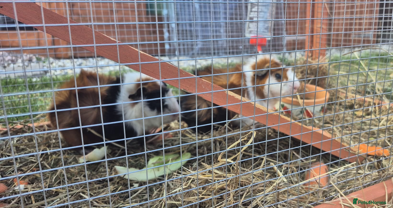 Guinea Pig rodents Tom and Jerry are bonded brothers - Advert 1