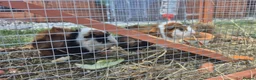 Guinea Pig rodents for sale: Tom and Jerry are bonded brothers in Market Drayton - Advert 1