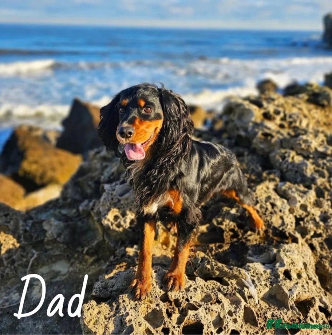 Cocker Spaniel dogs for sale: 🩷Expecting Beautiful Cocker Spaniels🩷 in Redcar - Advert 5