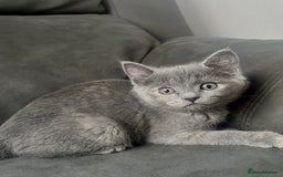 British Shorthair cats for sale: Beautiful Purebreed British Shorthair X Tabby - Image 2