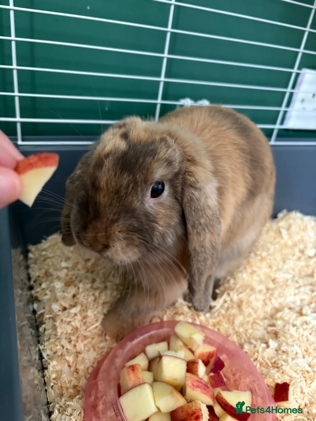 Mini Lop rabbits for sale: 6 month female mini lop in Bootle - Advert 2