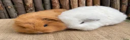Guinea Pig rodents for sale: Baby Swiss teddies  - Advert 5
