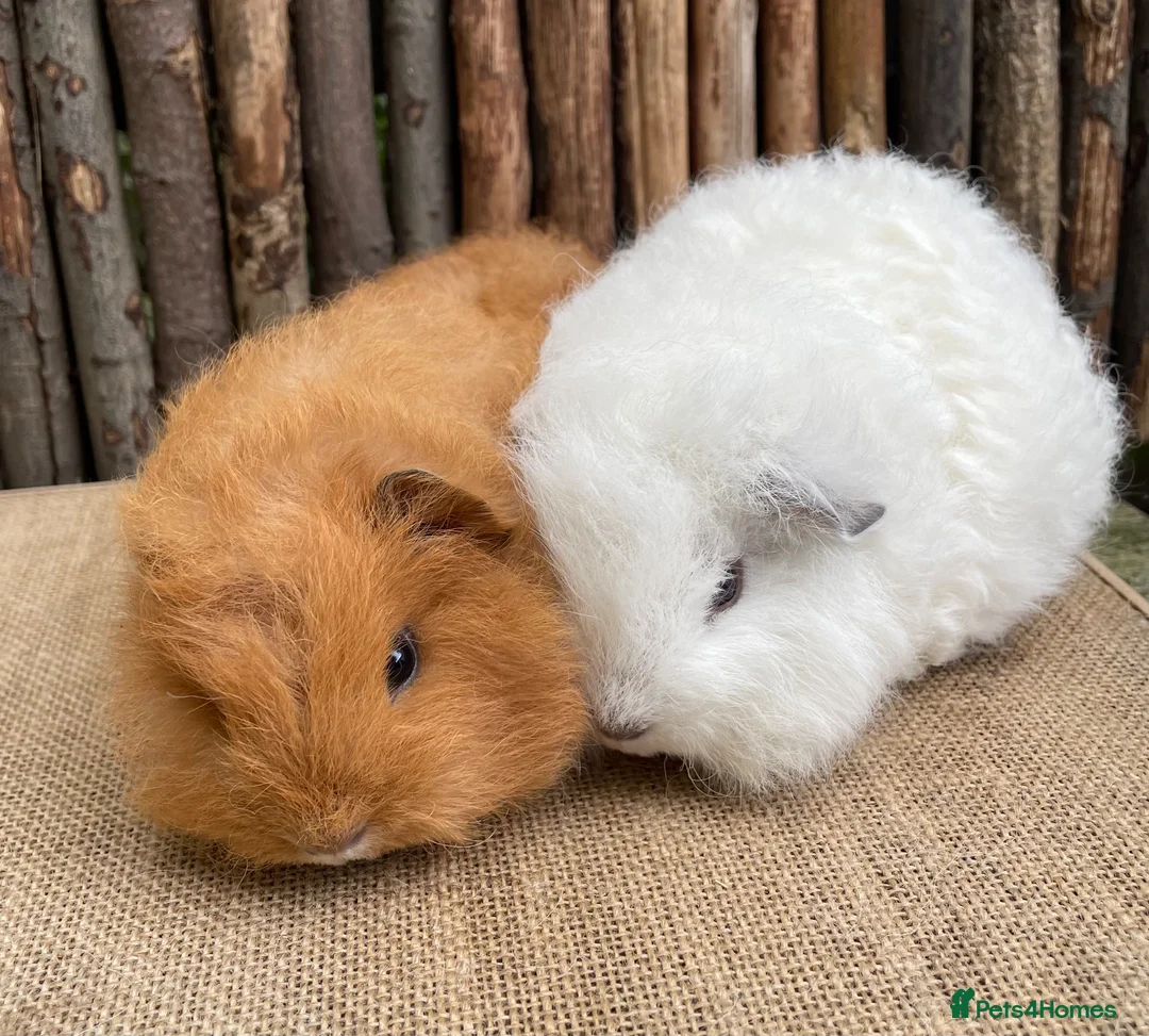 Guinea Pig rodents for sale: Baby Swiss teddies  - Advert 5