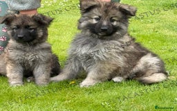German Shepherd dogs for sale: Reduced kc reg German shepherd pup carry Isabella  - Image 10