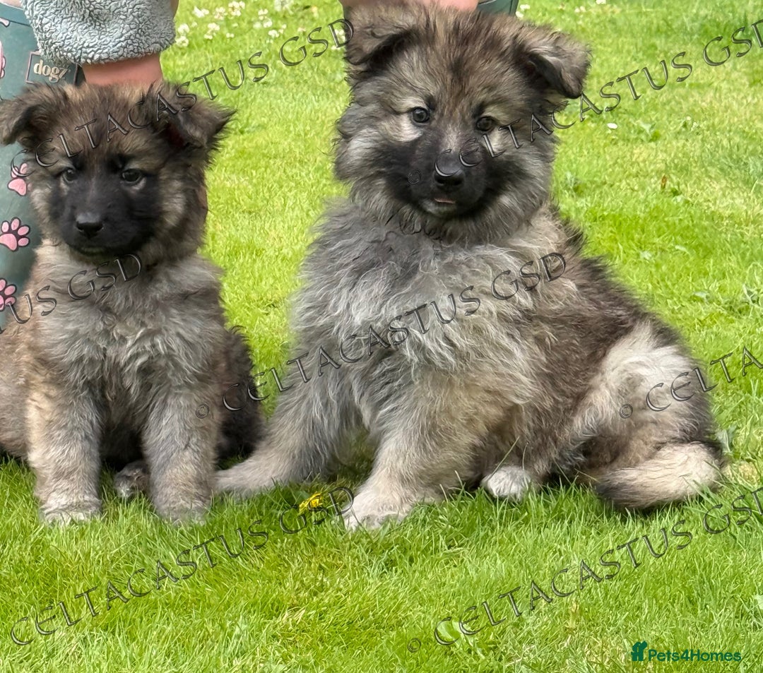 German Shepherd dogs for sale: Reduced kc reg German shepherd pup carry Isabella  - Image 10