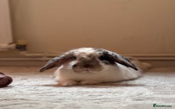 English Lop rabbits for sale: Barney  - Image 1