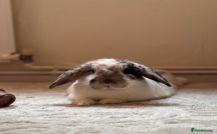 English Lop rabbits - Advert 1