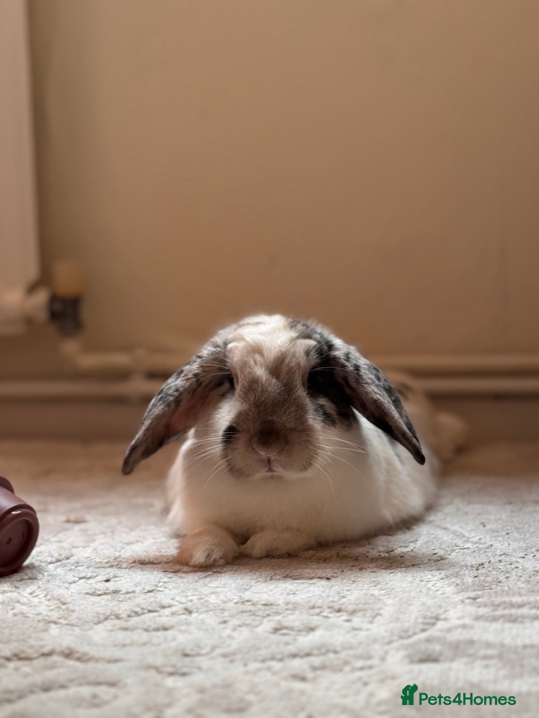 English Lop rabbits for sale: Barney  - Image 1