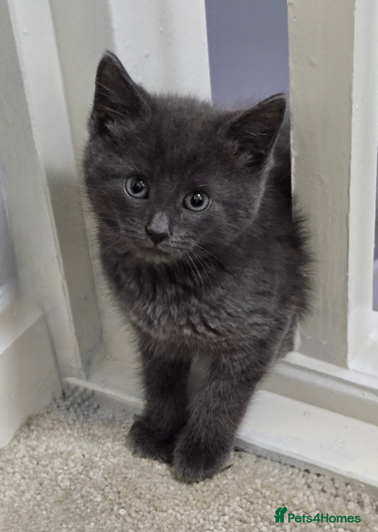 Domestic Shorthair cats Smokey grey and black British shorthair kittens - Advert 17