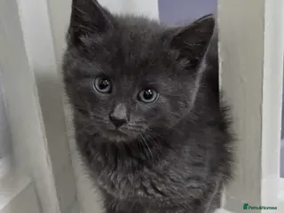 Domestic Shorthair cats Smokey grey and black British shorthair kittens - Advert 17