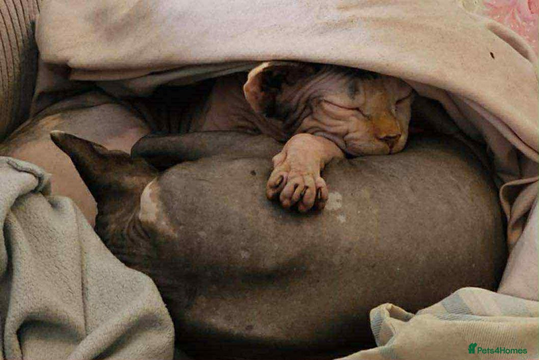Sphynx cats for sale: Cute couple (Sphynx) - Image 5