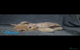 British Longhair cats for sale: Long haired kittens - Image 2