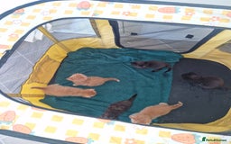 Brazilian Shorthair cats for sale: Kittens for sale - Image 4