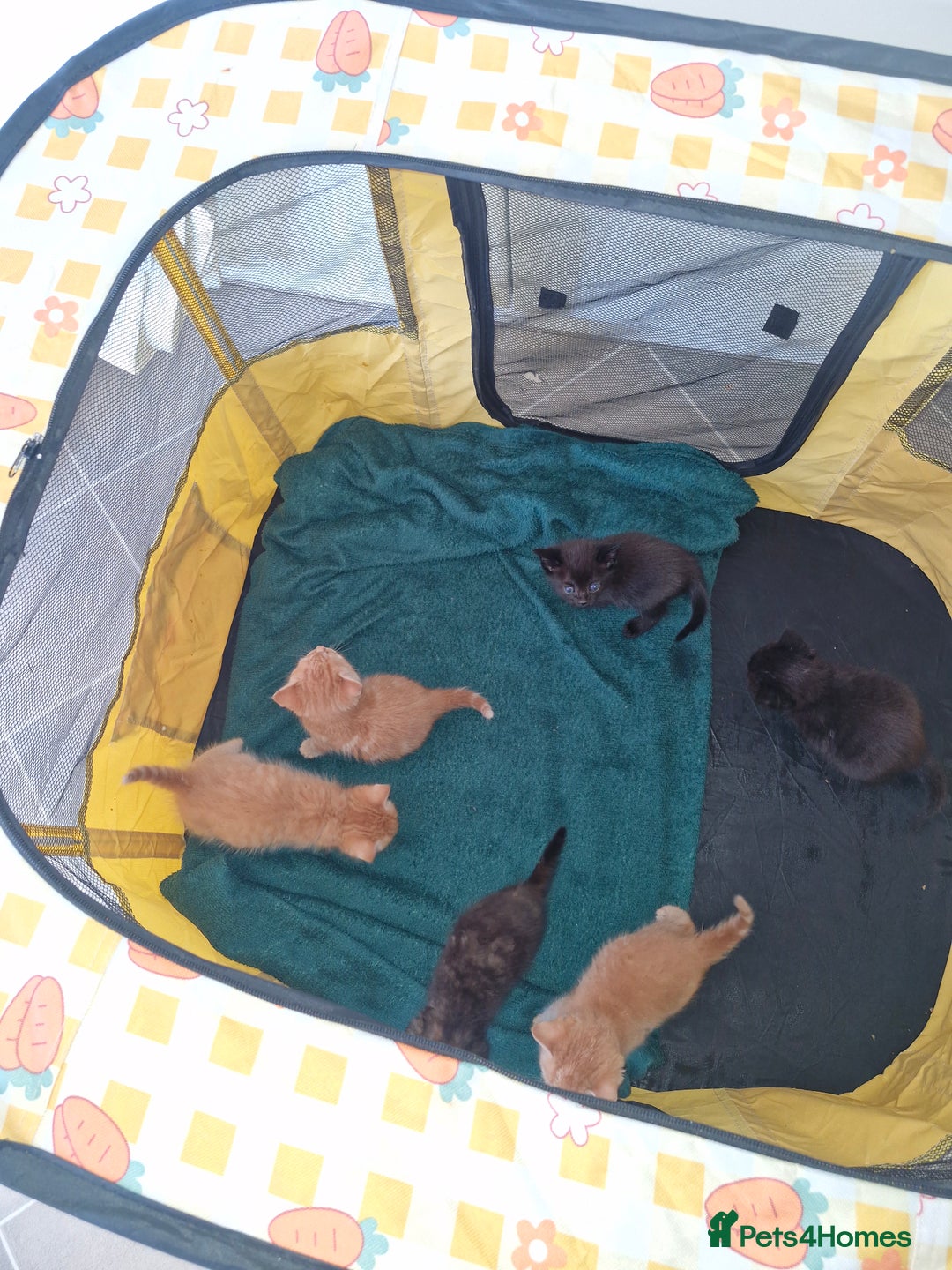 Brazilian Shorthair cats for sale: Kittens for sale - Image 4