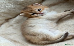 British Longhair cats for sale: GCCF reg BLH Black and Chocolate Golden kittens - Image 27