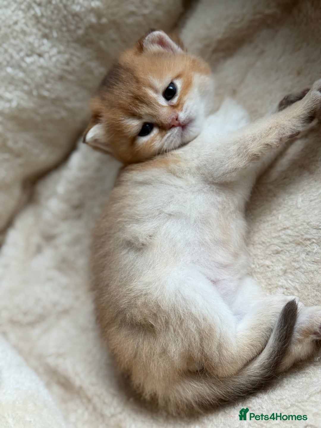 British Longhair cats for sale: GCCF reg BLH Black and Chocolate Golden kittens - Image 27