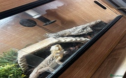 Bearded Dragon reptiles for sale: Bearded dragon and full set up  - Image 4