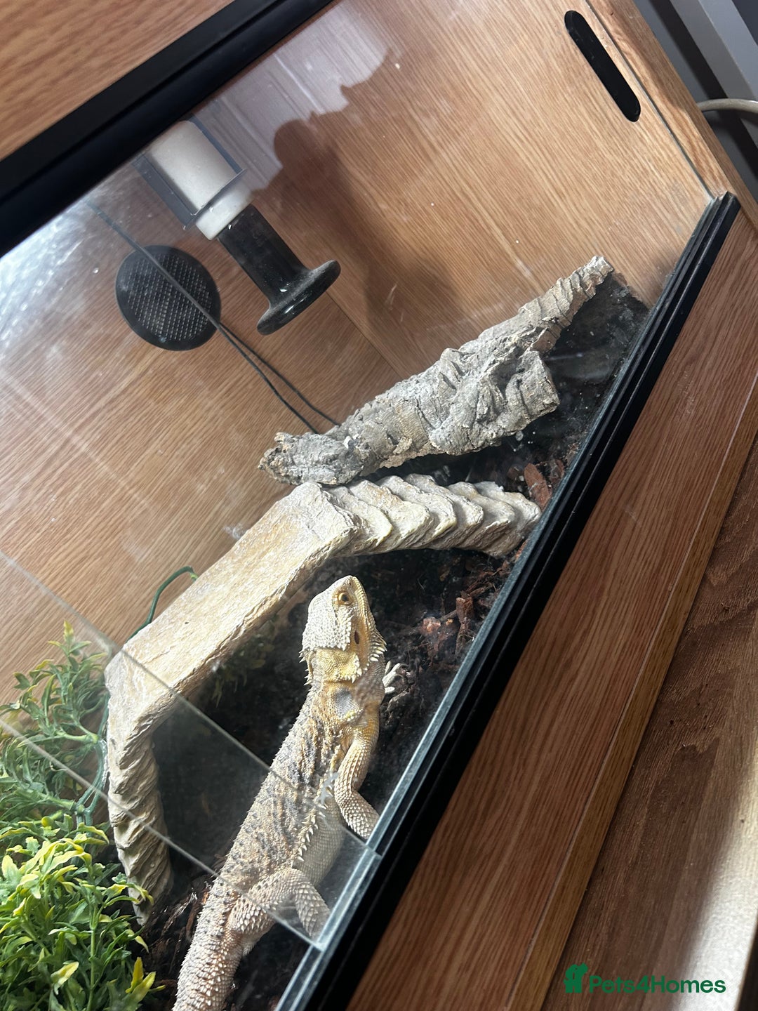 Bearded Dragon reptiles for sale: Bearded dragon and full set up  - Image 4