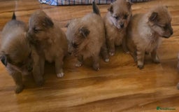 Pomeranian dogs for sale: Pomeranian Puppies - Image 11