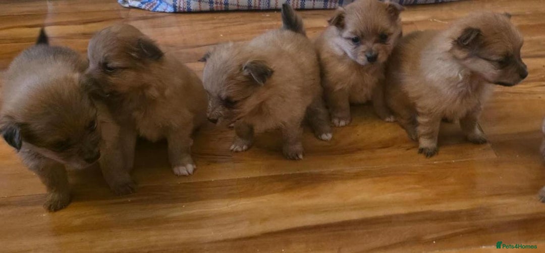 Pomeranian dogs for sale: Pomeranian Puppies - Image 11