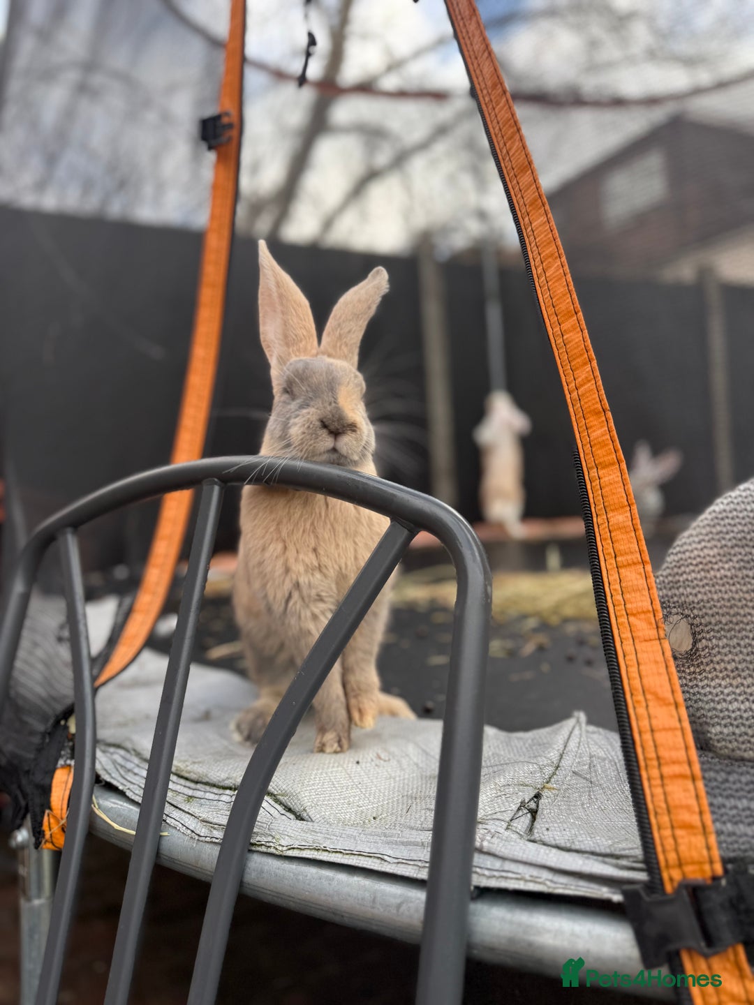 Continental Giant rabbits for sale: Giants Rabbits  - Advert 7